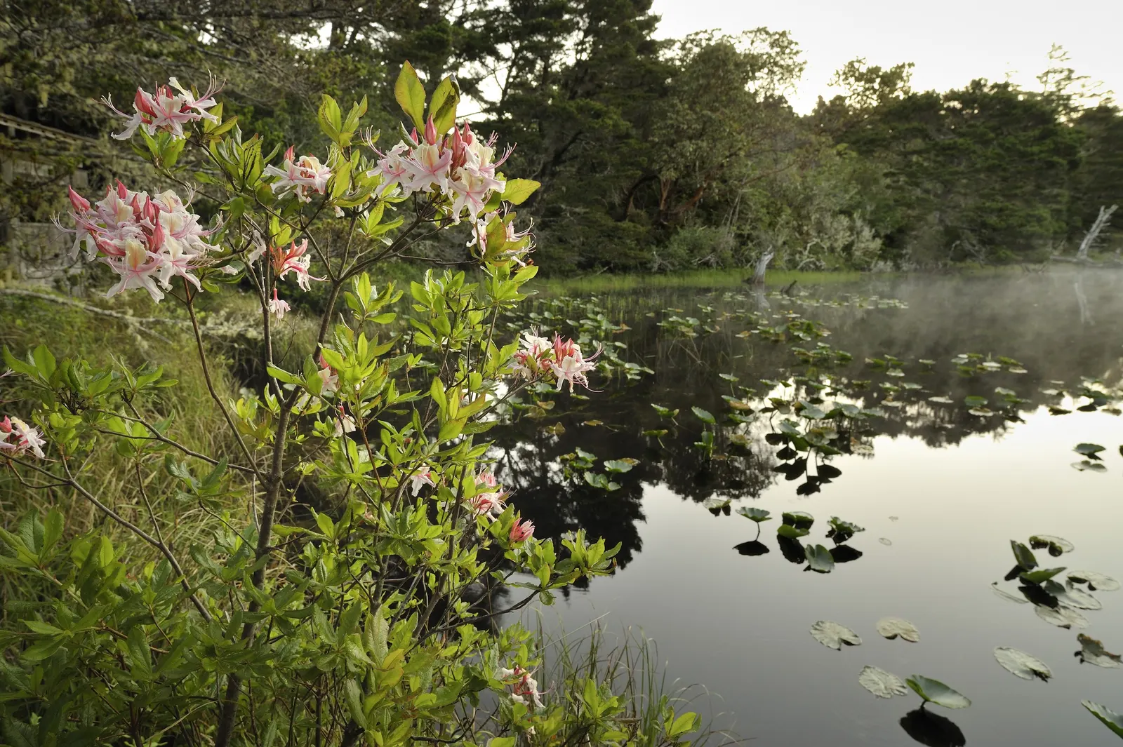 Western Azalea (Rhododendron Occidentale) — is a captivating deciduous shrub that adds a stunning visual and olfactory dimension to any landscape; ensure ample