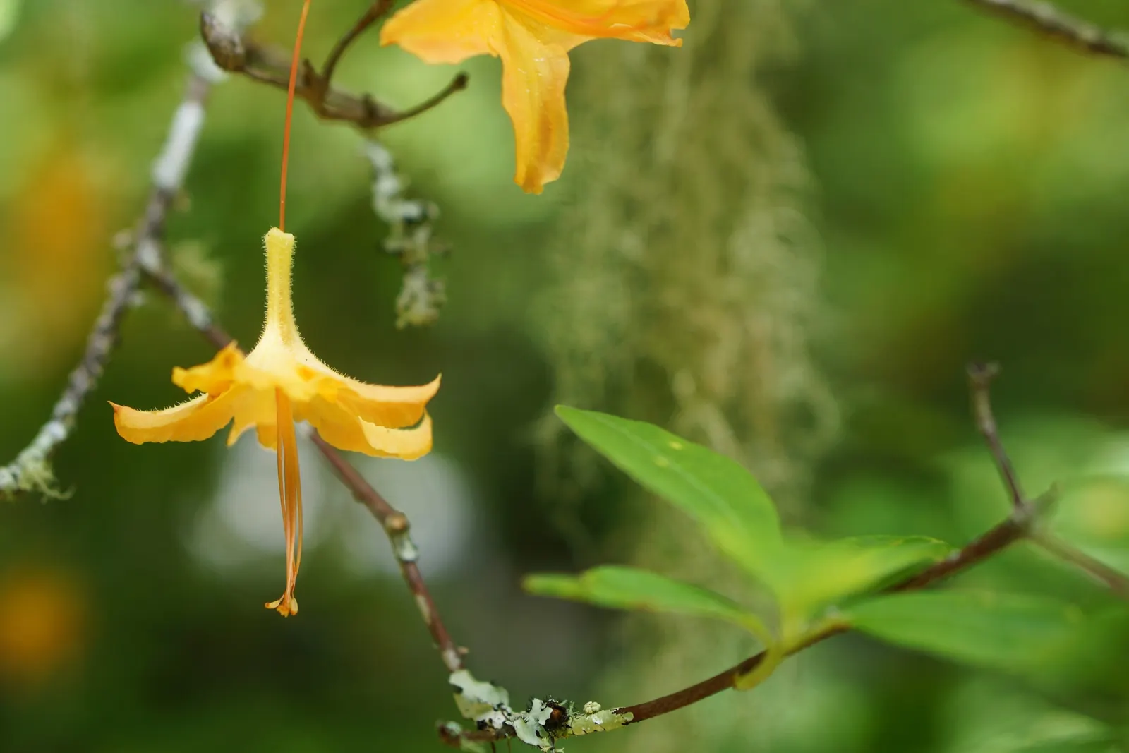 Western Azalea (Rhododendron Occidentale) — acidic soils with consistent moisture; western Azalea (Rhododendron occidentale) thrives in USDA zones 7-9