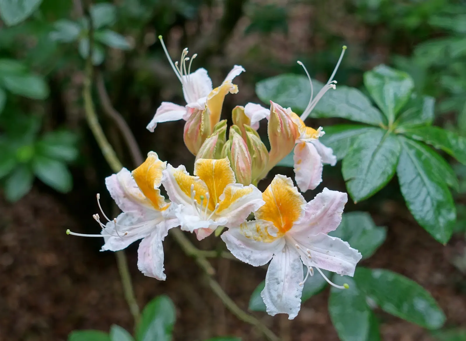 Western Azalea (Rhododendron Occidentale) — although in excessively hot areas