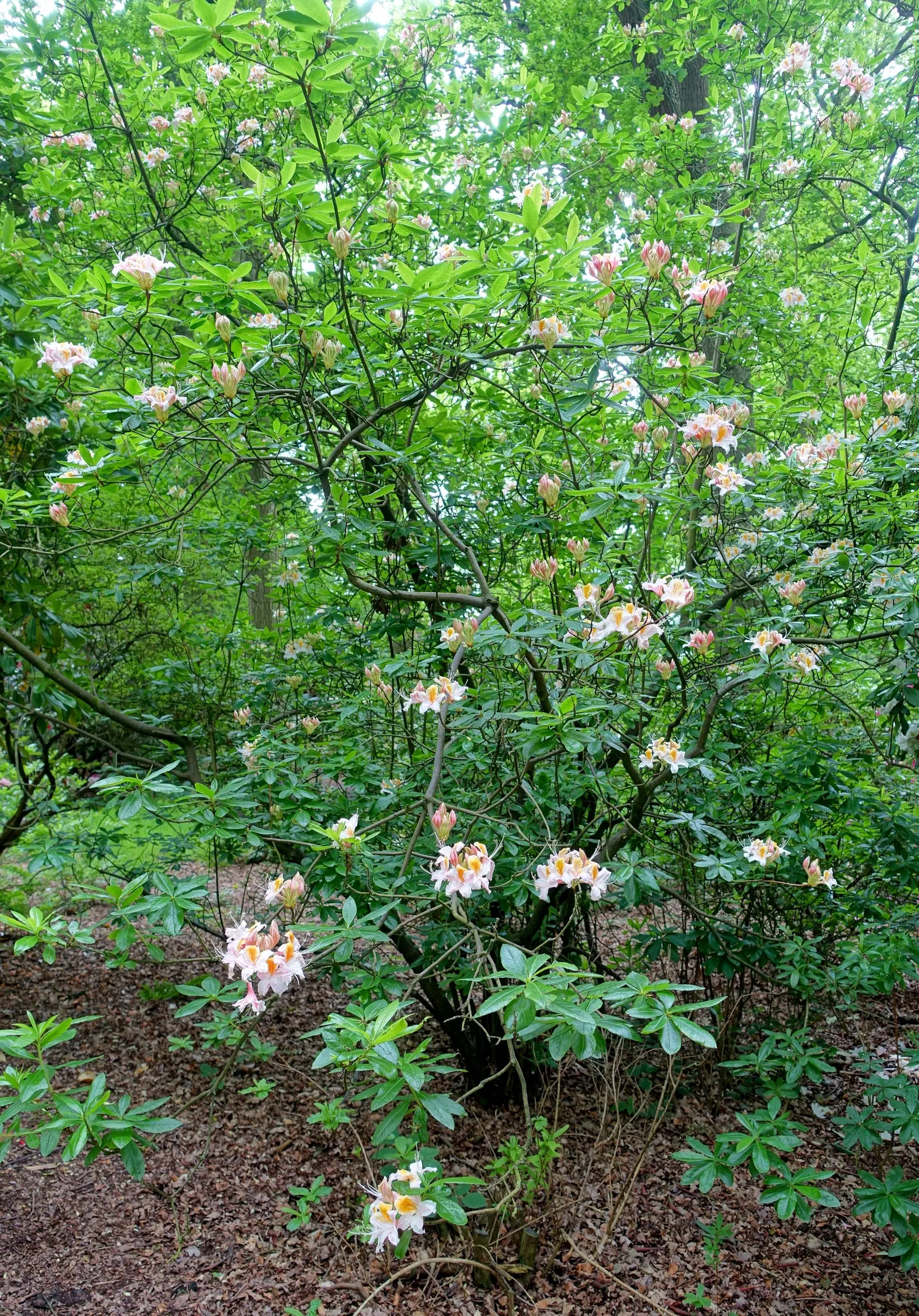 Western Azalea (Rhododendron Occidentale) — enhancing the ecological value of your garden.<br><br>For optimal growth