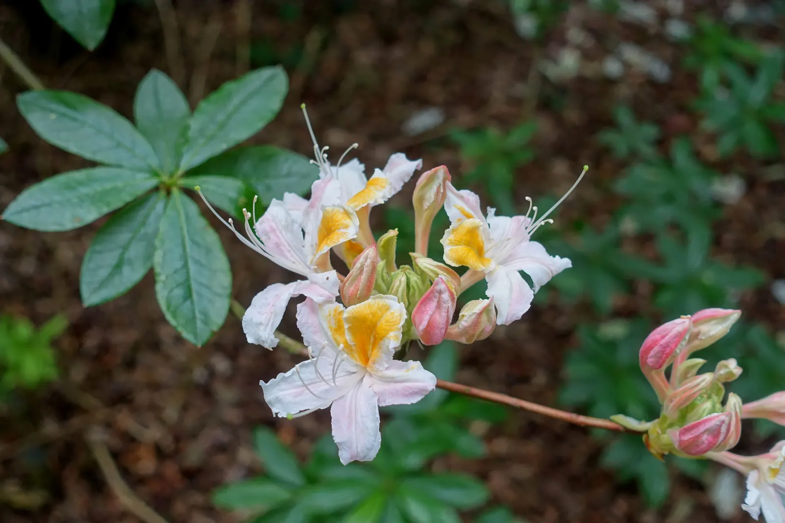 Western Azalea (Rhododendron Occidentale) — Rhododendron occidentale prefers well-drained