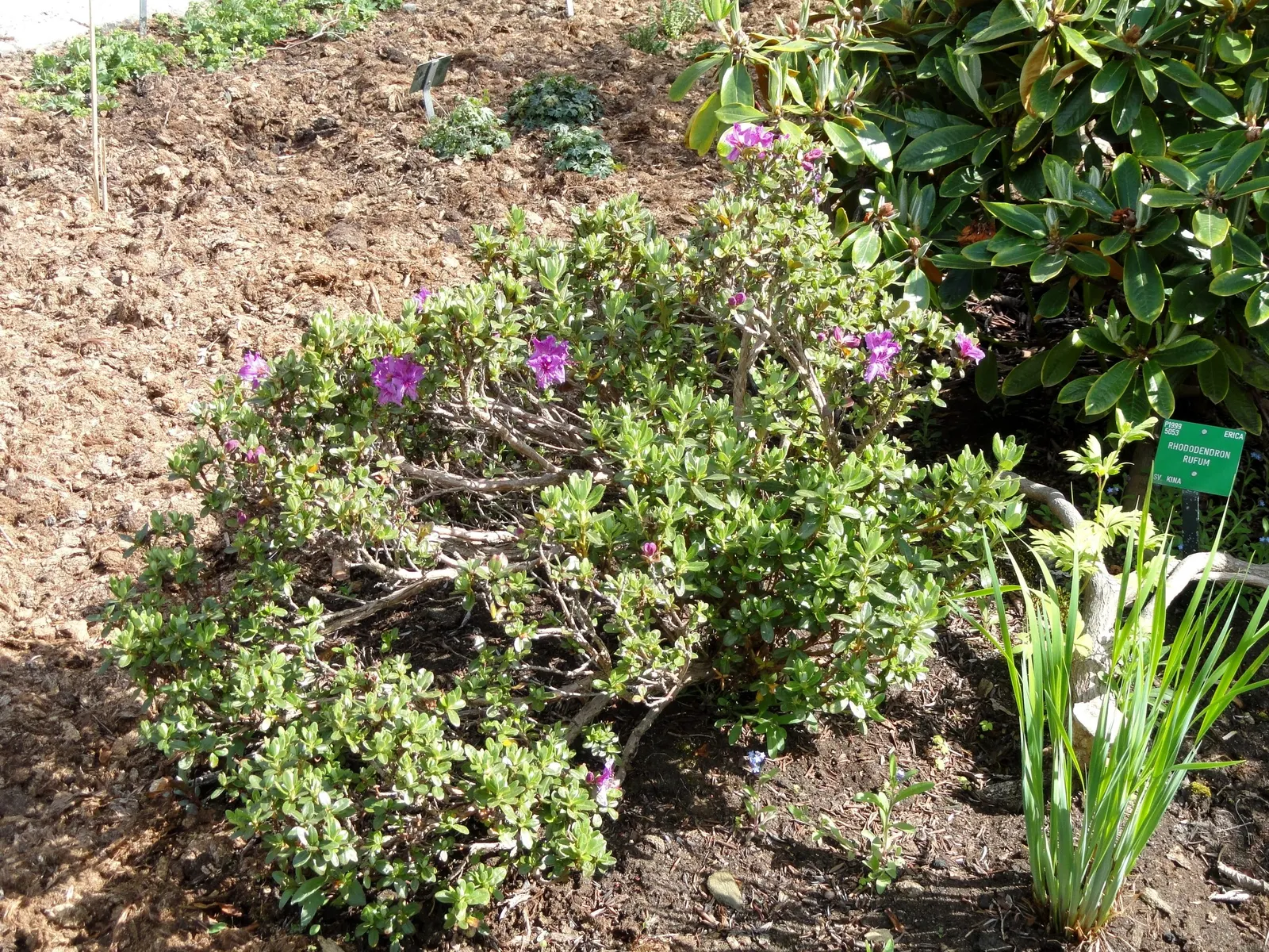 Western Azalea (Rhododendron Occidentale) — scientifically named Rhododendron occidentale