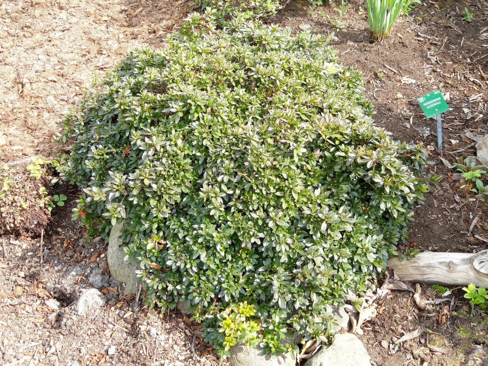 Western Azalea (Rhododendron Occidentale) — the Western Azalea typically reaches an average height of 5 to 8 feet with a comparable spread