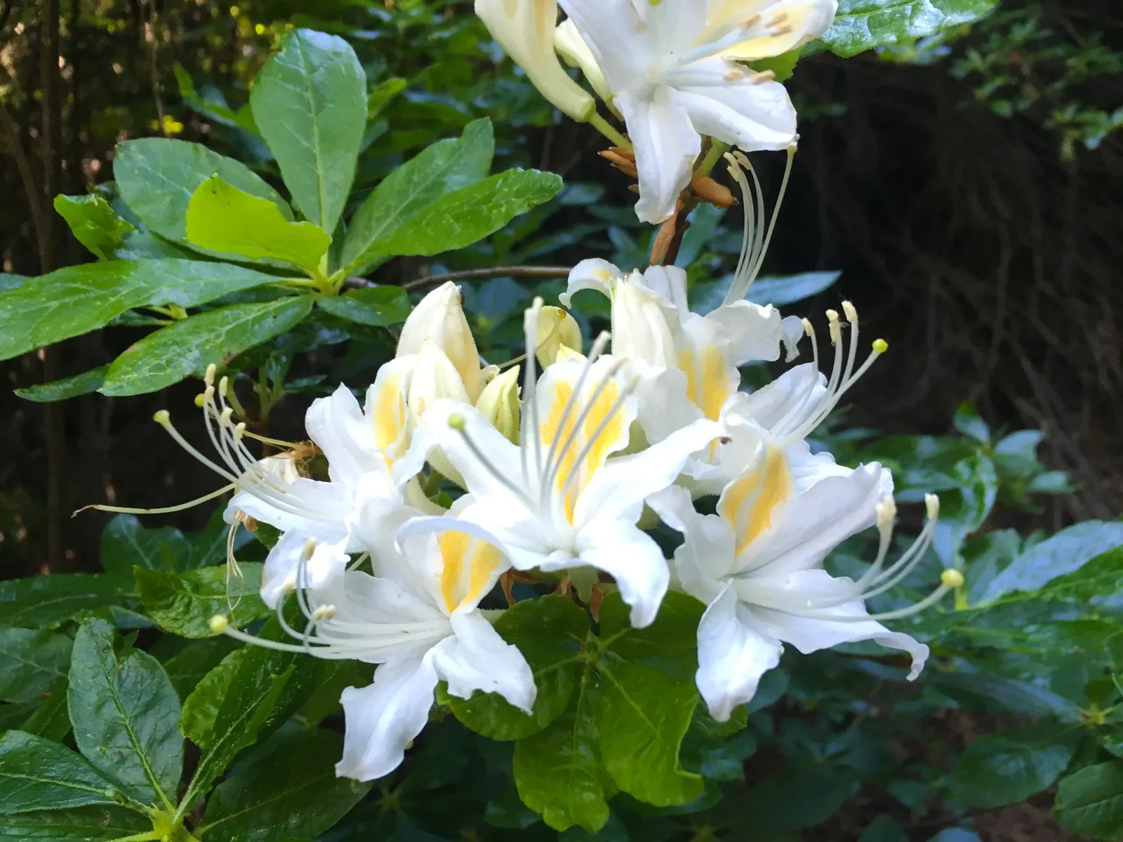 Western Azalea (Rhododendron Occidentale) — scientifically named Rhododendron occidentale; shrub with white blooms