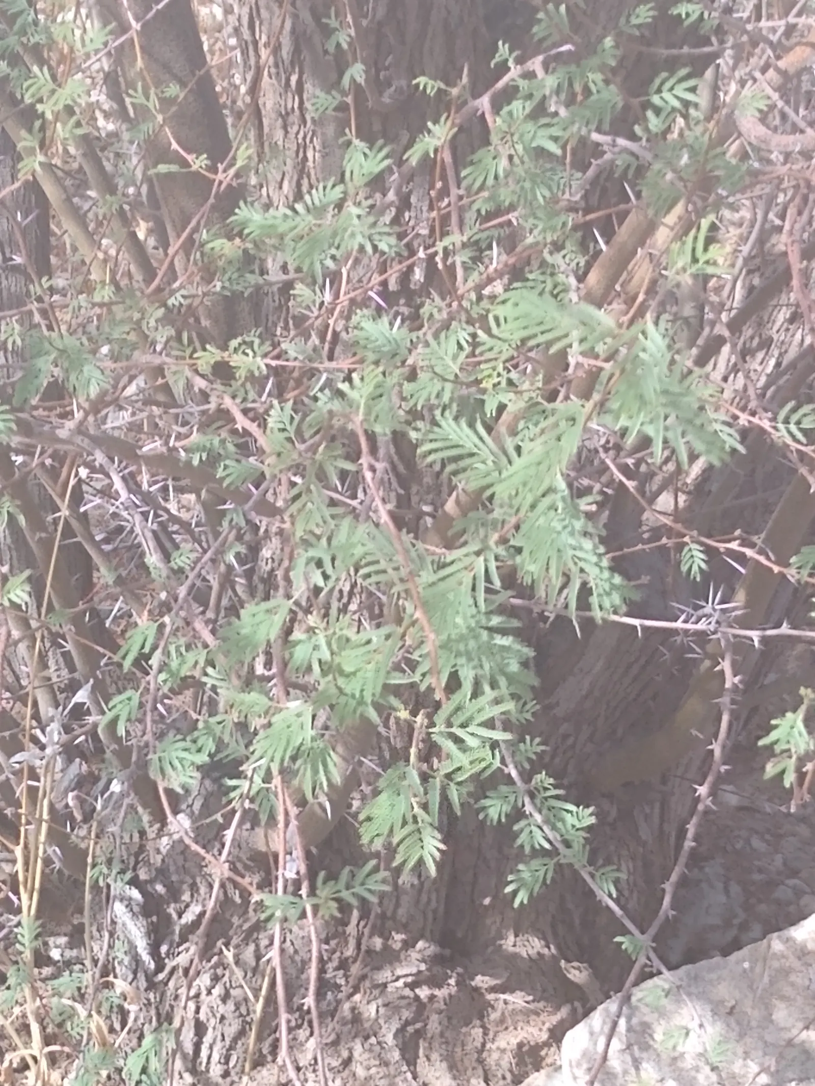 Sweet Acacia (Acacia Smallii) — North American native offers fine-textured