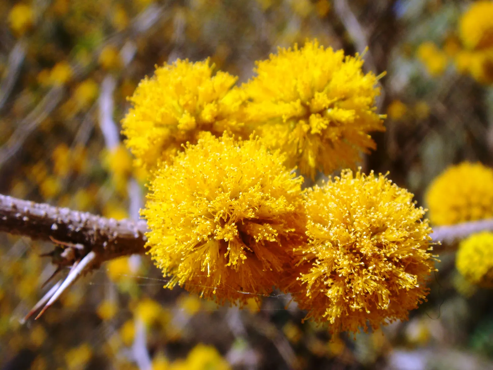 Sweet Acacia (Acacia Smallii) — with a canopy spread of 10-20 feet
