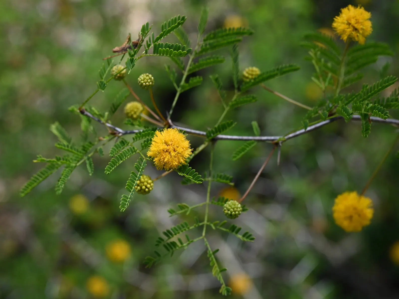 Sweet Acacia (Acacia Smallii) — reaching heights of 15-25 feet