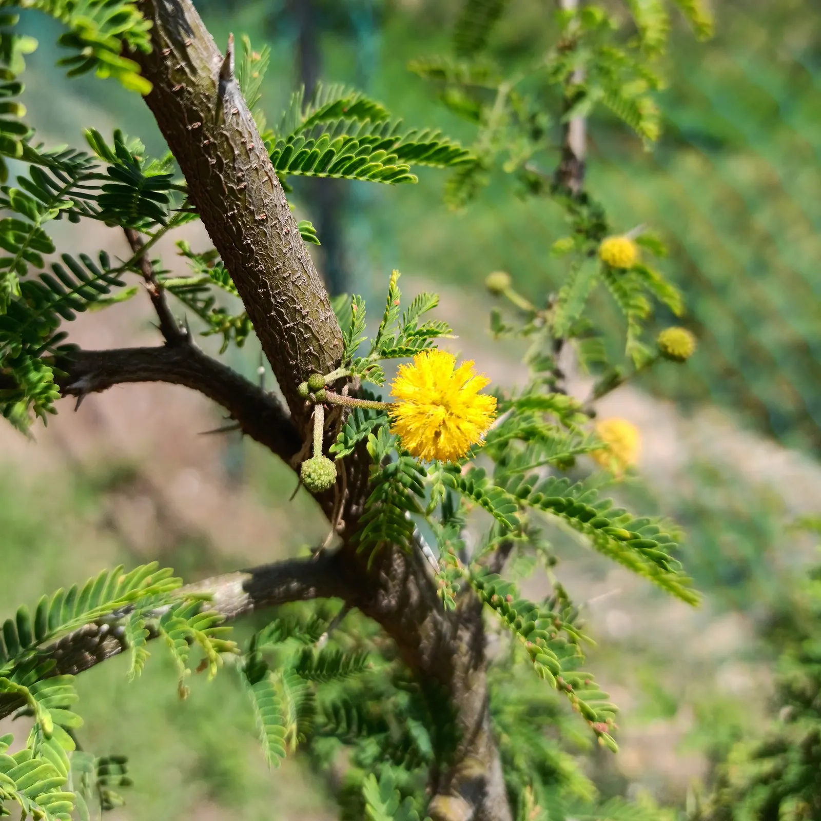 Sweet Acacia (Acacia Smallii) — thriving in full sun and adapting to various soil types