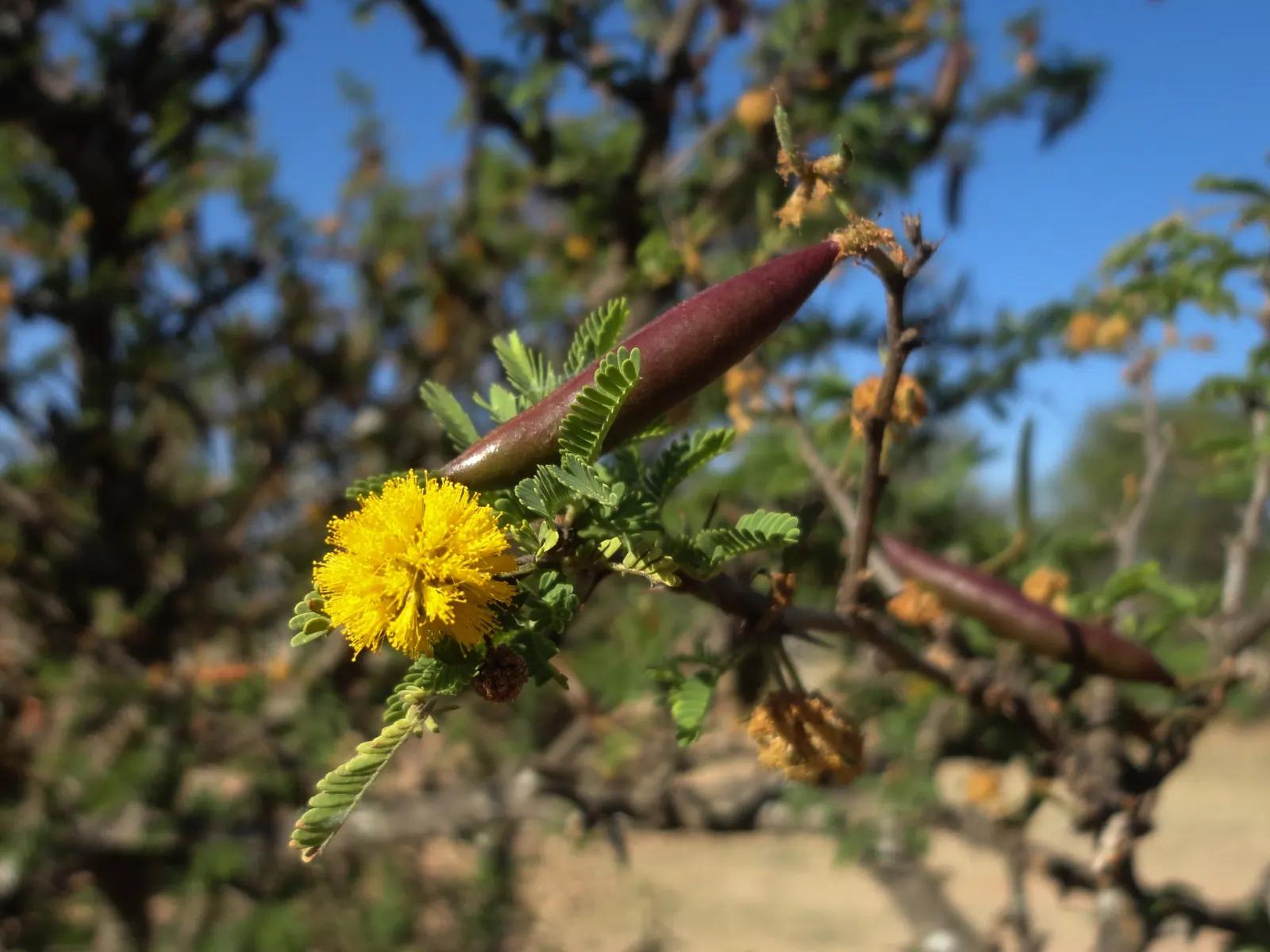 Sweet Acacia (Acacia Smallii) — Ideal for creating accent points or natural fences in landscapes