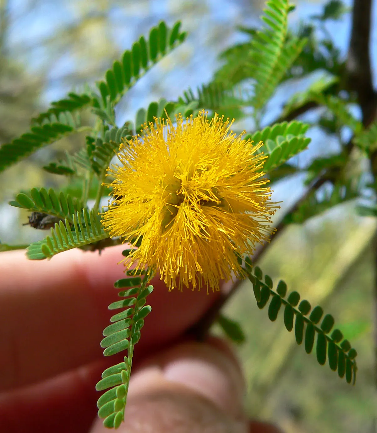 Sweet Acacia (Acacia Smallii) — Its hallmark features include fragrant