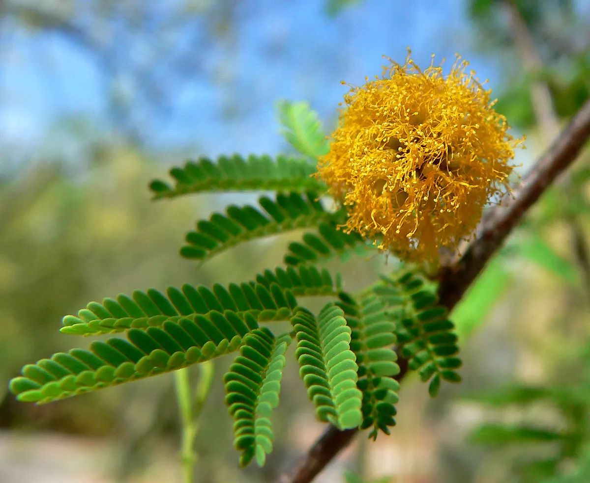 Sweet Acacia (Acacia Smallii) — golden-yellow puffball flowers that bloom in the spring and attract pollinators