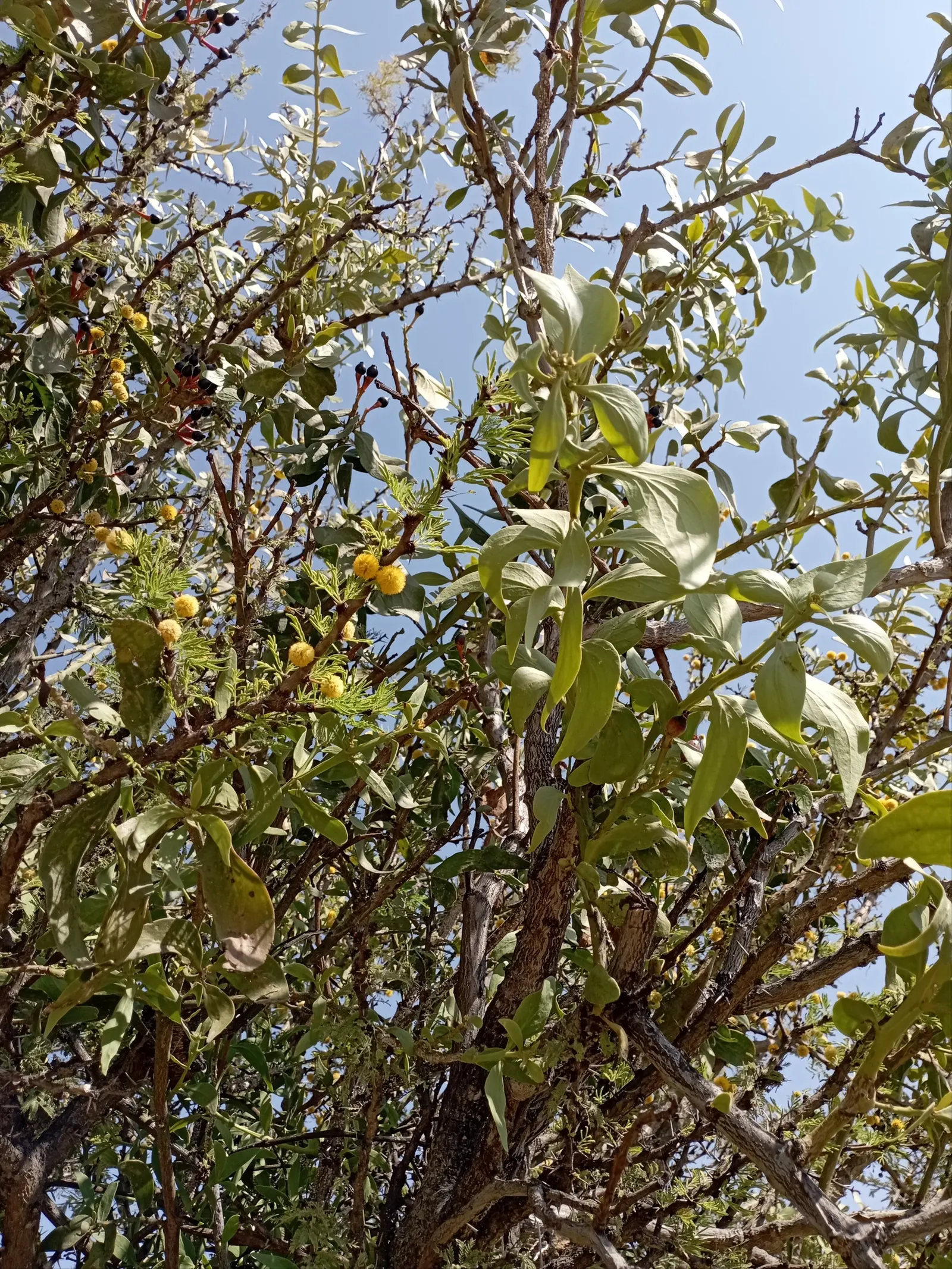 Sweet Acacia (Acacia Smallii) — The Sweet Acacia (Acacia smallii) is a drought-tolerant