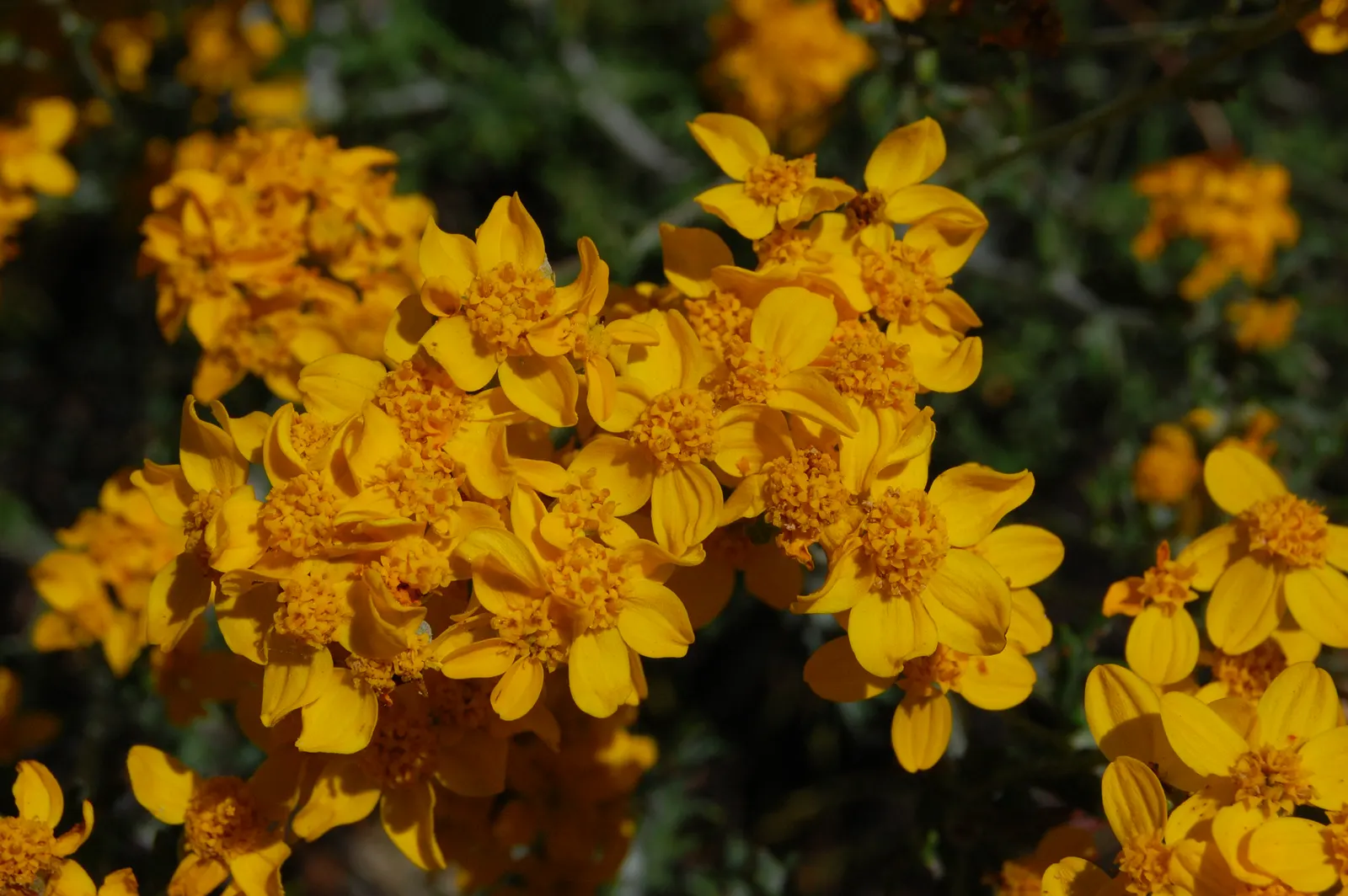 Golden-Yarrow (Eriophyllum Confertiflorum) — Reaching up to 2 feet tall and wide, this drought-tolerant native prefers full sun and well-drained soils