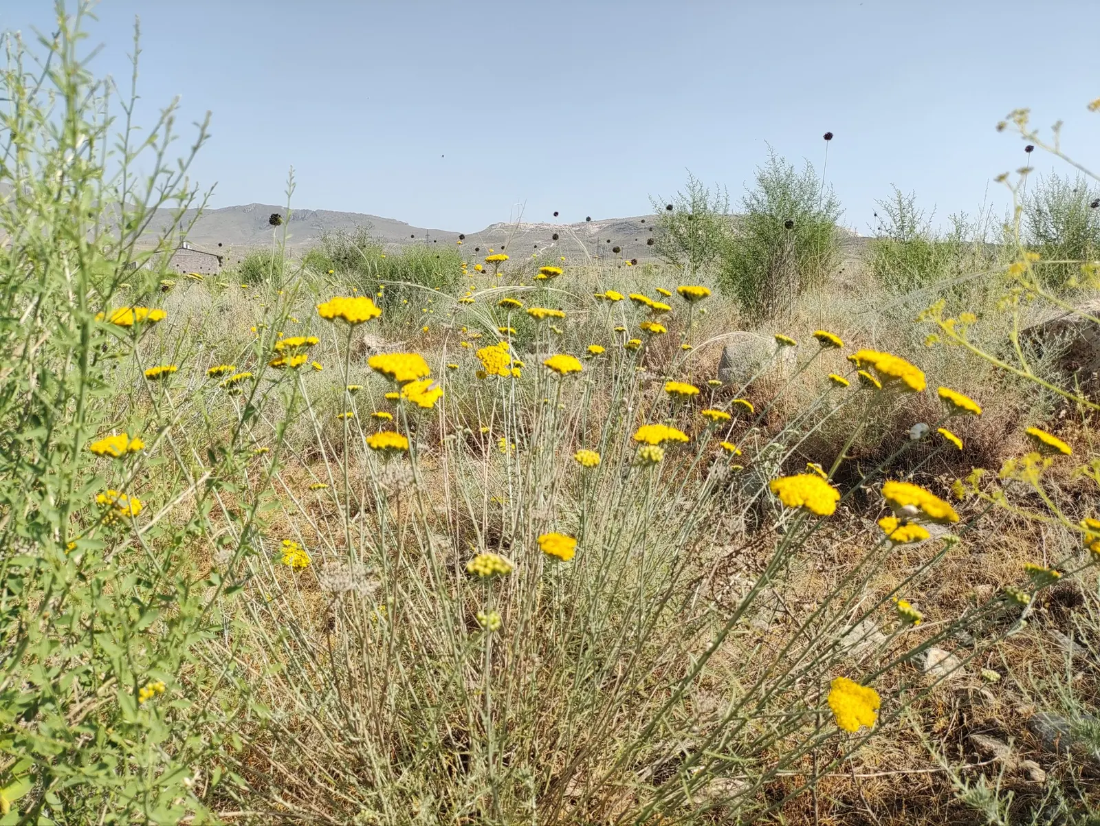 Golden-Yarrow (Eriophyllum Confertiflorum) — A native to the arid and semi-arid regions of the western United States