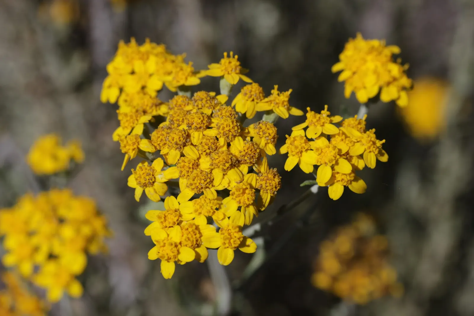 Golden-Yarrow (Eriophyllum Confertiflorum) — Come late spring through summer