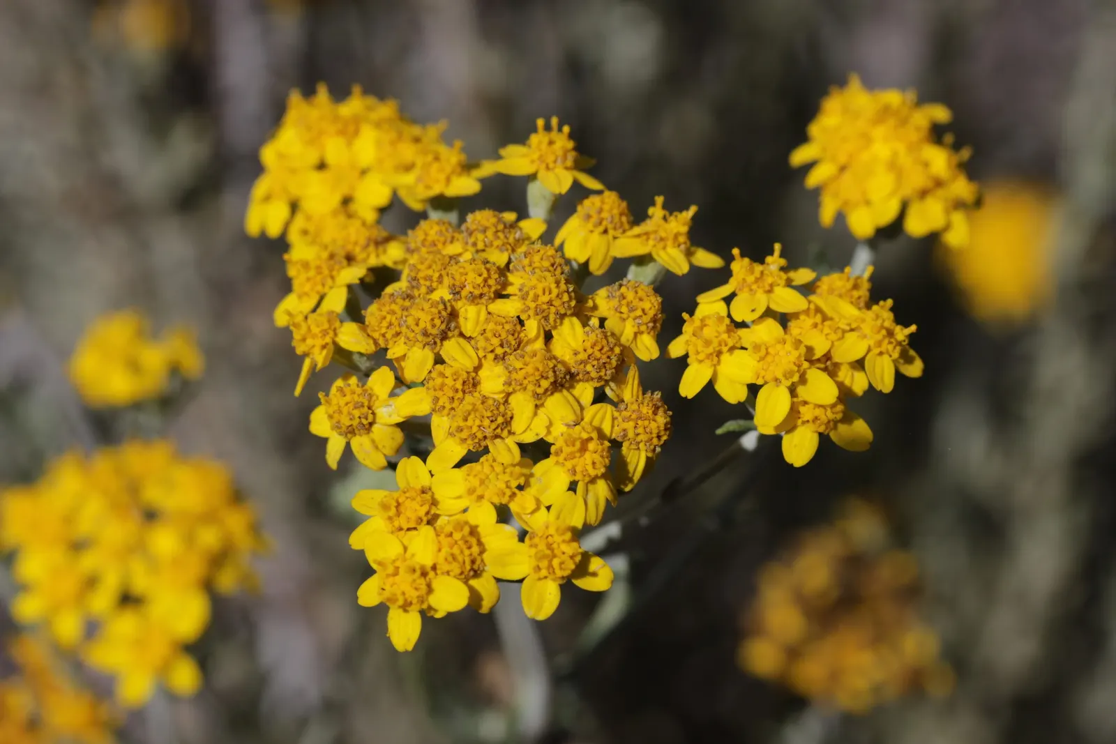 Golden-Yarrow (Eriophyllum Confertiflorum) — this hardy species forms a compact yet spreading mound of silvery foliage