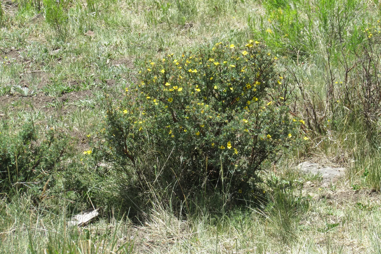 Golden-Yarrow (Eriophyllum Confertiflorum) — approximately 1 to 3 inches long