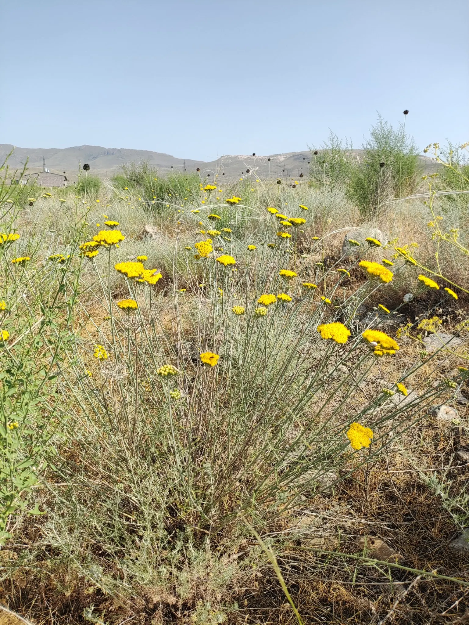 Golden-Yarrow (Eriophyllum Confertiflorum) — perennial herb known for its vibrant yellow flower clusters