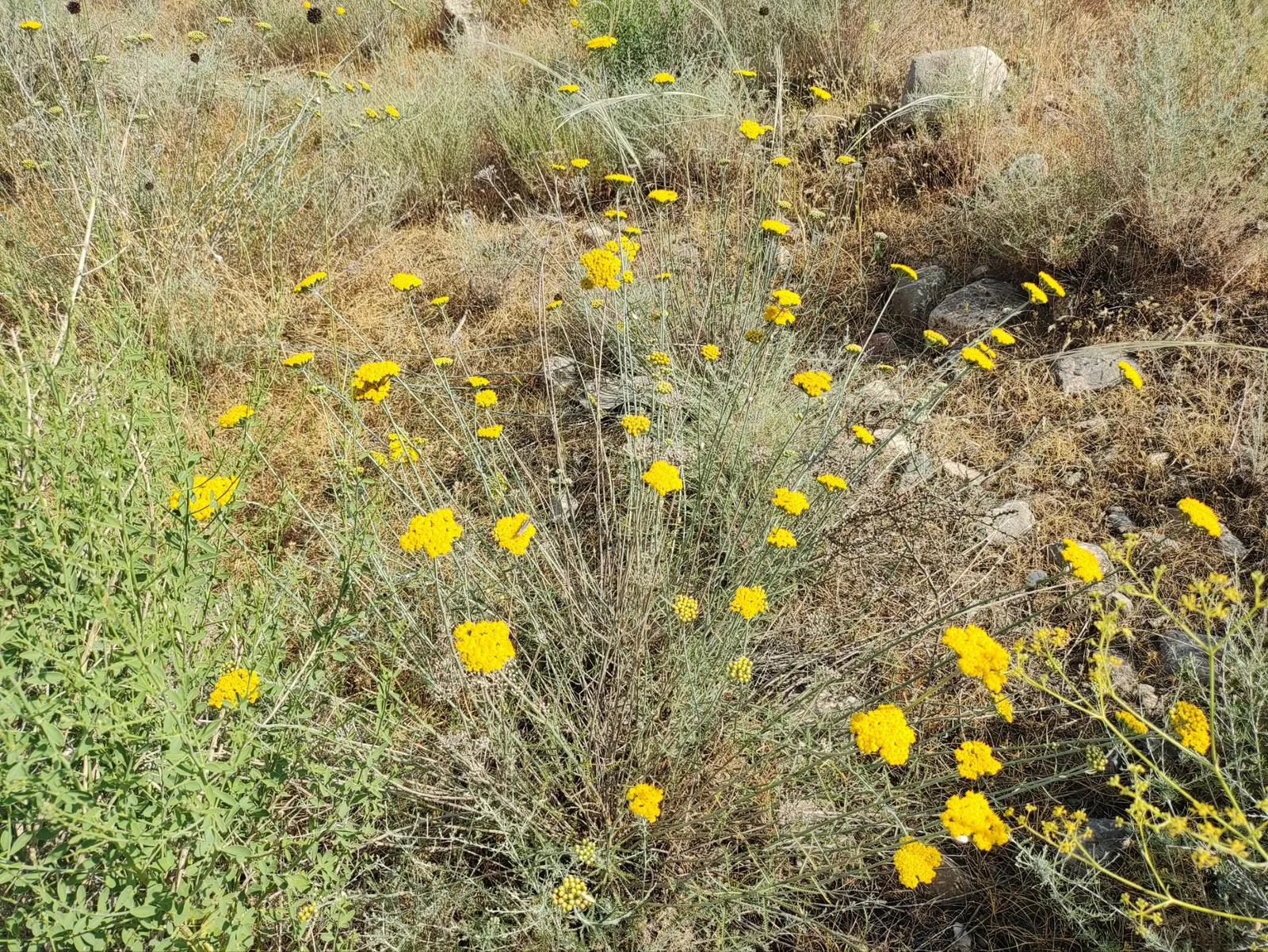 Golden-Yarrow (Eriophyllum Confertiflorum) — scientifically named Eriophyllum confertiflorum