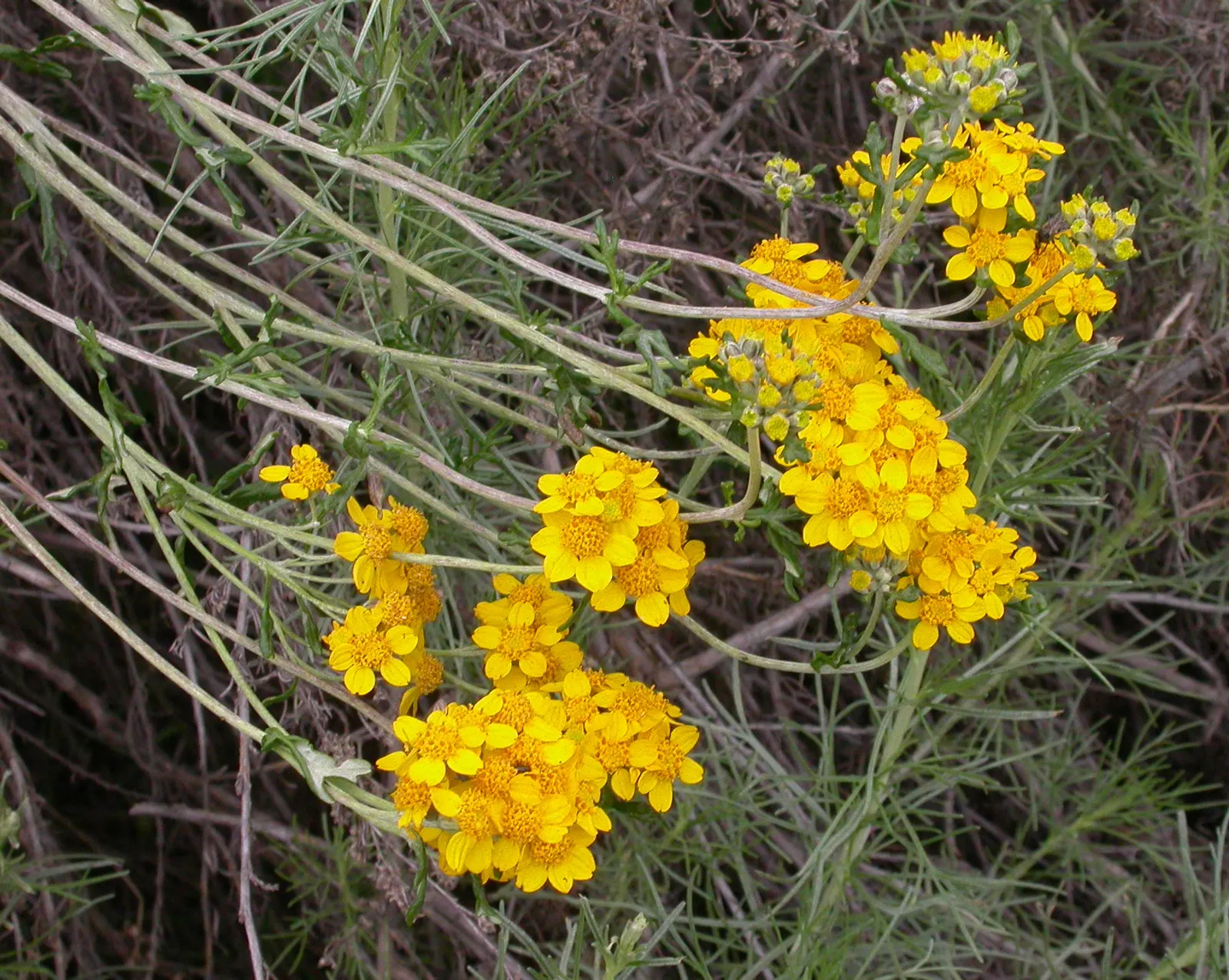 Golden-Yarrow (Eriophyllum Confertiflorum) — is a herbaceous perennial that is highly esteemed for its vibrant display and low-maintenance disposition