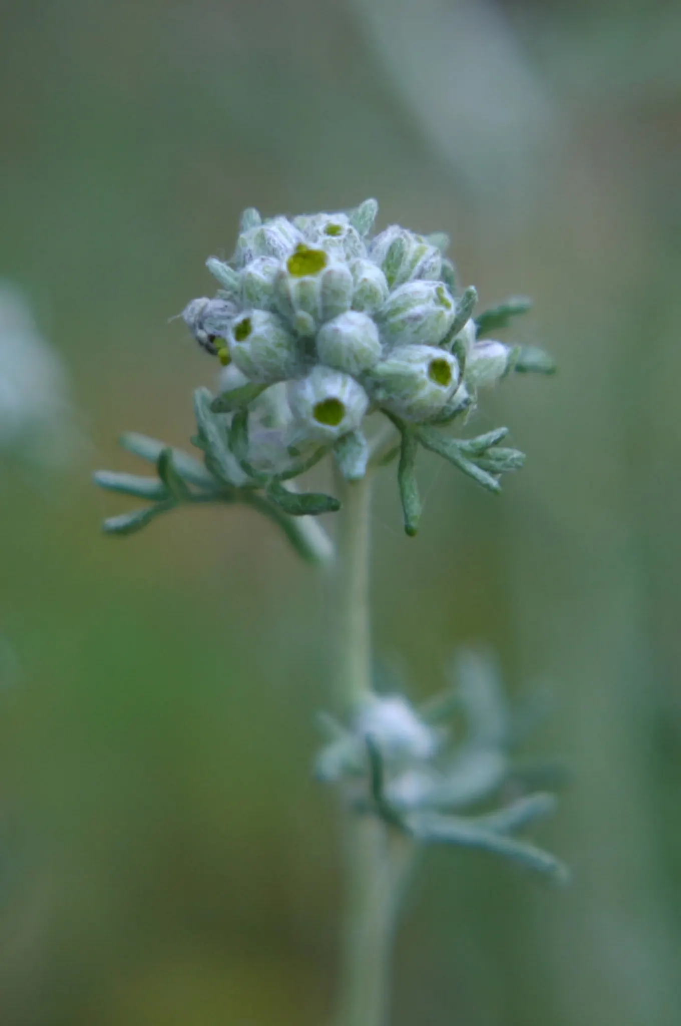 Golden-Yarrow (Eriophyllum Confertiflorum) — this plant boasts an impressive drought tolerance once established