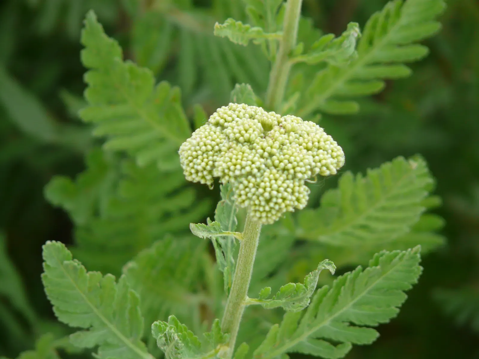 Golden-Yarrow (Eriophyllum Confertiflorum) — bright yellow flowers clustered in dense