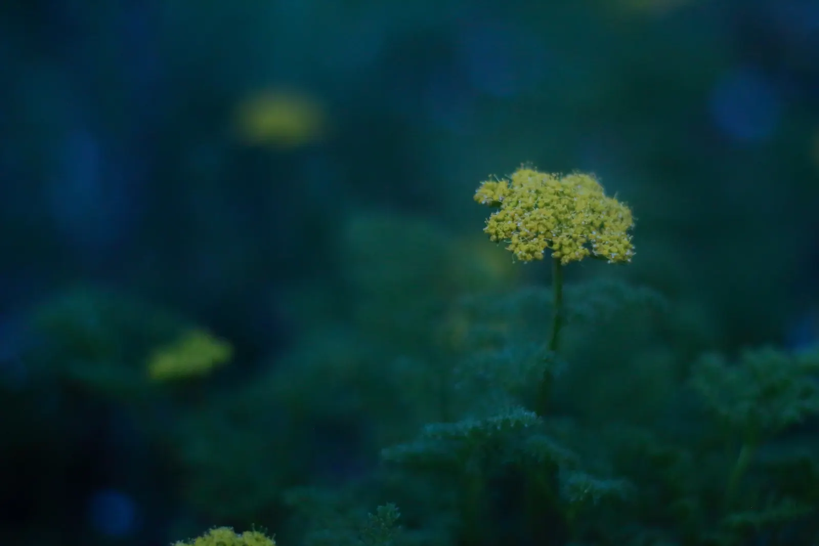 Golden-Yarrow (Eriophyllum Confertiflorum) — Golden-Yarrow (Eriophyllum confertiflorum) is a resilient