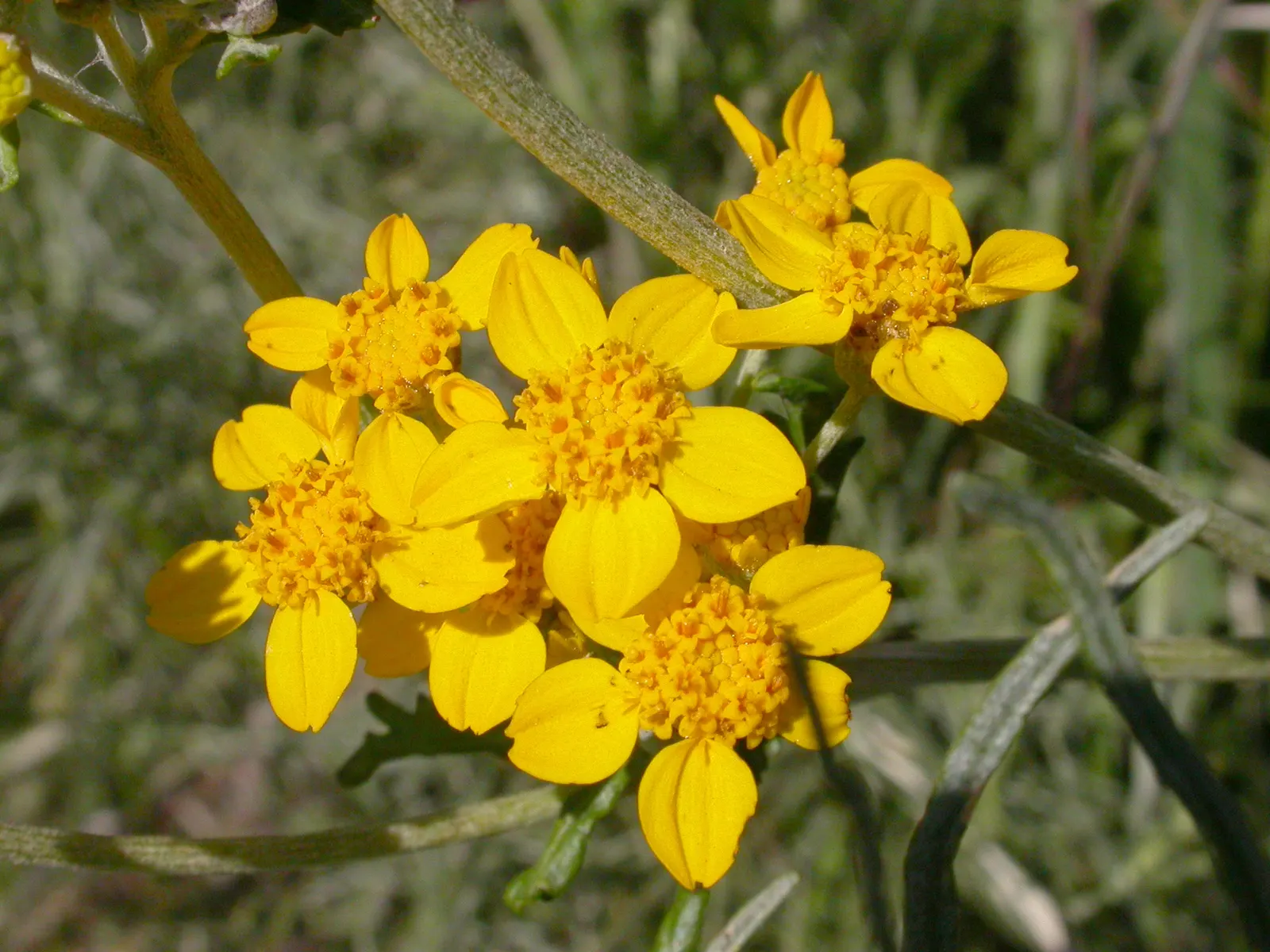 Golden-Yarrow (Eriophyllum Confertiflorum) — making it an excellent choice for both aesthetic enrichment and practical landscaping needs