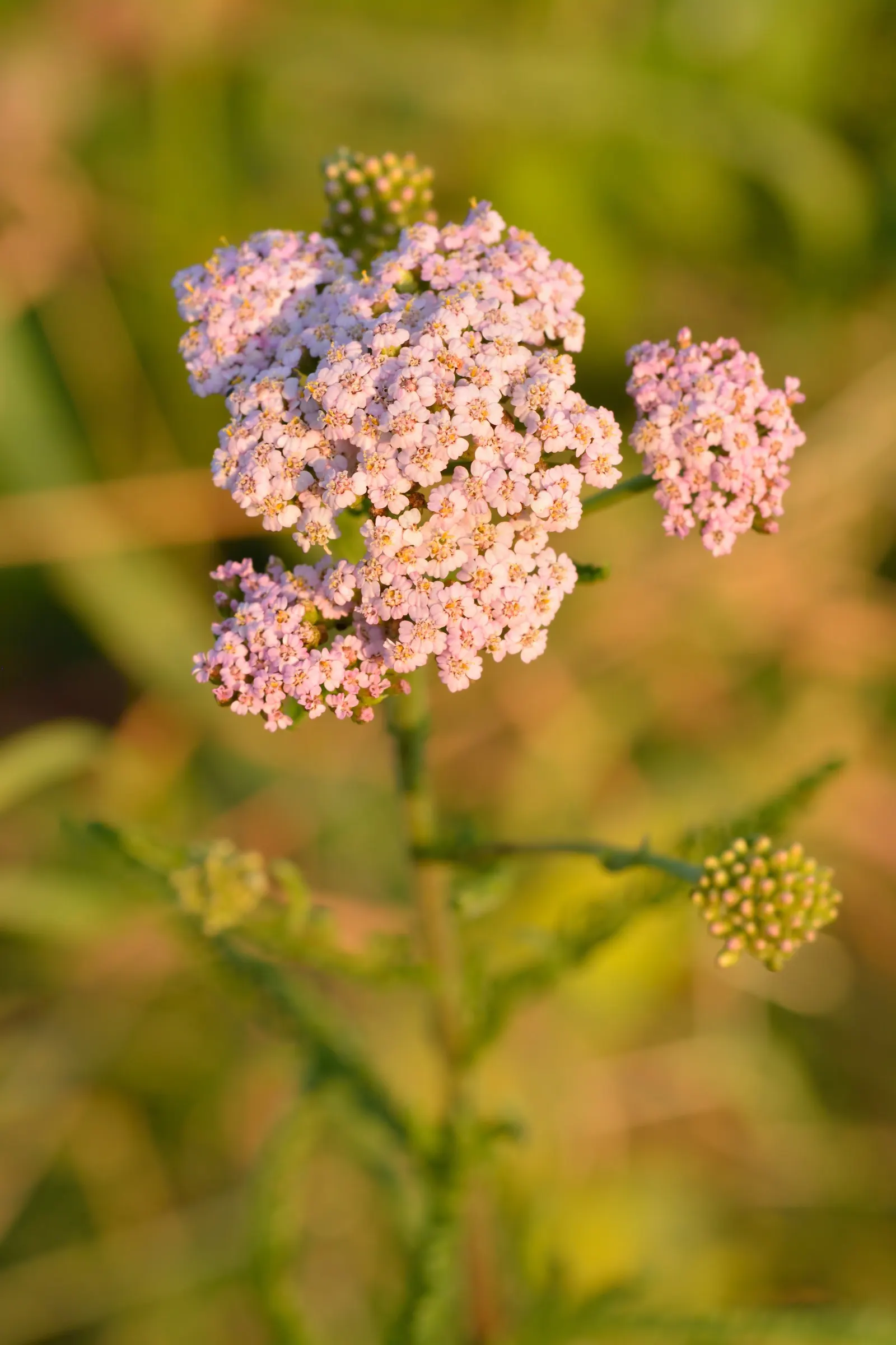 Golden-Yarrow (Eriophyllum Confertiflorum) — flat-topped arrays that can span up to 3 inches across