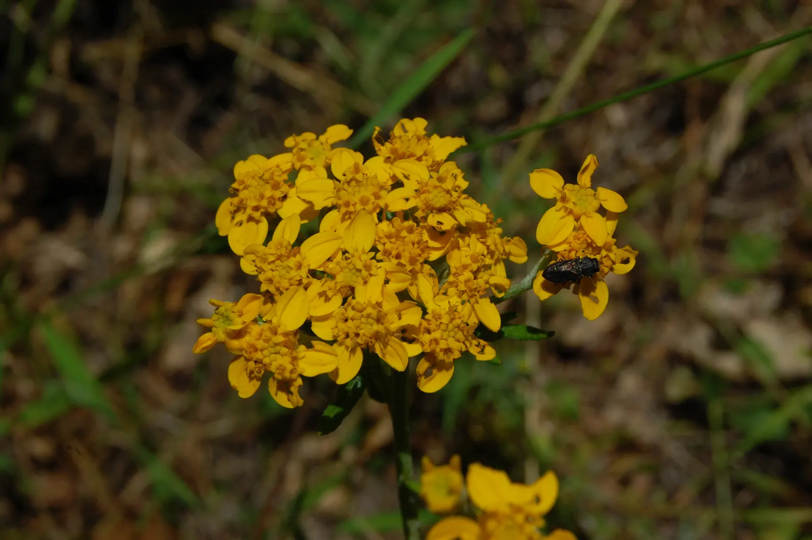 Golden-Yarrow (Eriophyllum Confertiflorum) — Its compact size and showy blossoms from spring to summer make it an excellent choice for rock gardens