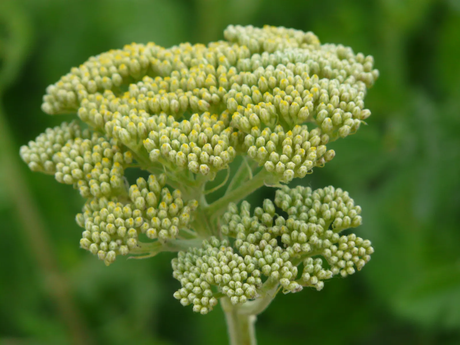 Golden-Yarrow (Eriophyllum Confertiflorum) — it thrives best in full sun exposure and prefers well-drained soils