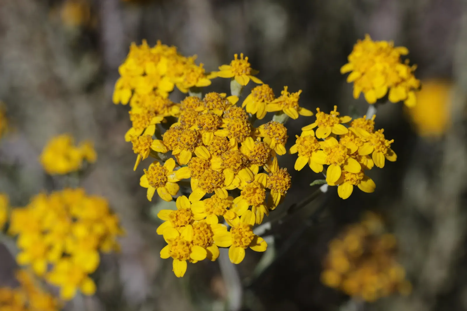 Golden-Yarrow (Eriophyllum Confertiflorum) — emerge with fine downy hairs that contribute to their grayish hue
