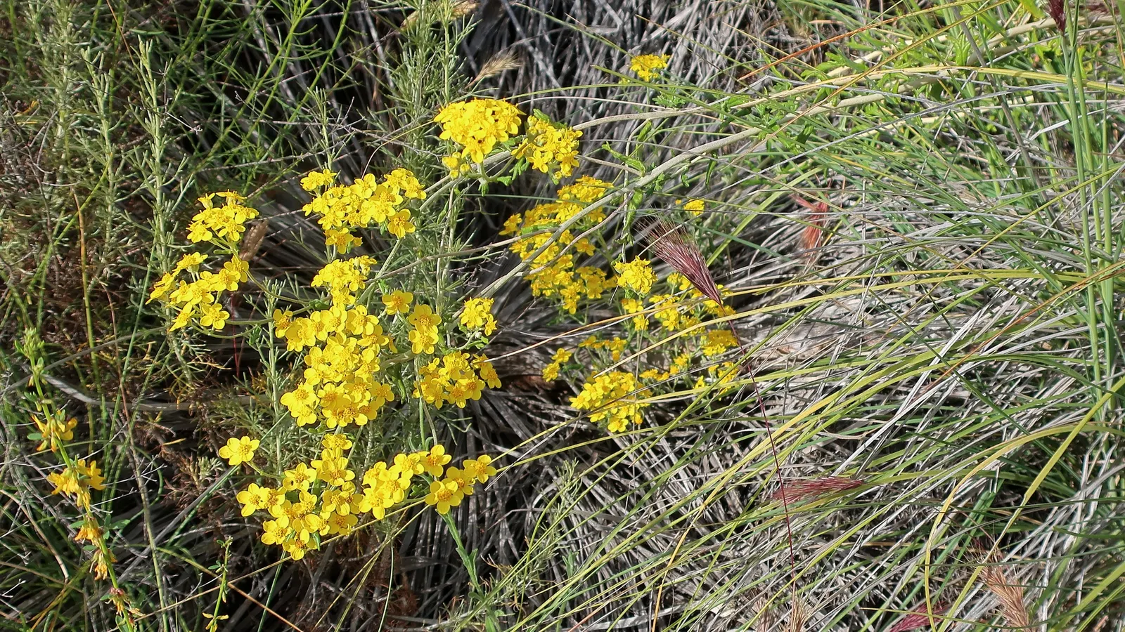 Golden-Yarrow (Eriophyllum Confertiflorum) — ensuring a continuous burst of golden color throughout the growing season