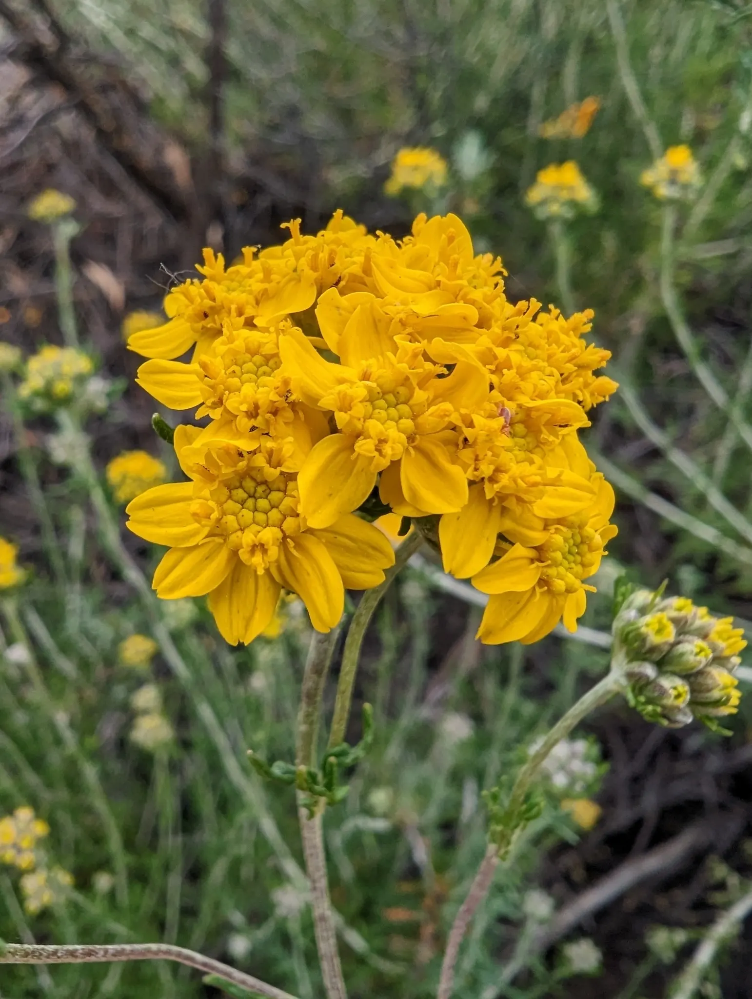 Golden-Yarrow (Eriophyllum Confertiflorum) — Attracts pollinators such as bees and butterflies, enhancing ecological value