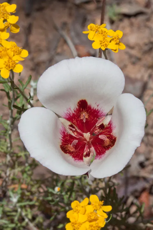 Golden-Yarrow (Eriophyllum Confertiflorum) — and drought-resistant landscapes