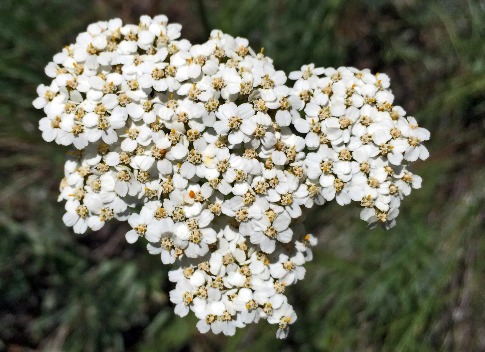Golden-Yarrow (Eriophyllum Confertiflorum) — It's an ideal choice for rock gardens