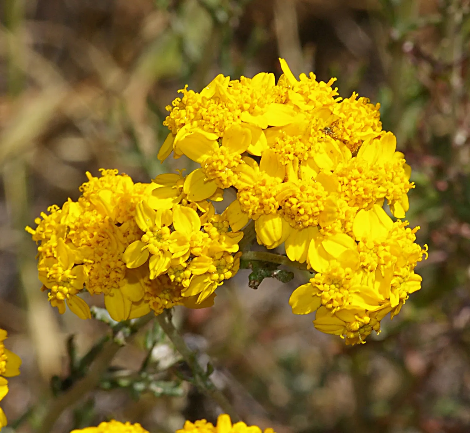 Golden-Yarrow (Eriophyllum Confertiflorum) — These blooms are beloved by pollinators such as bees and butterflies