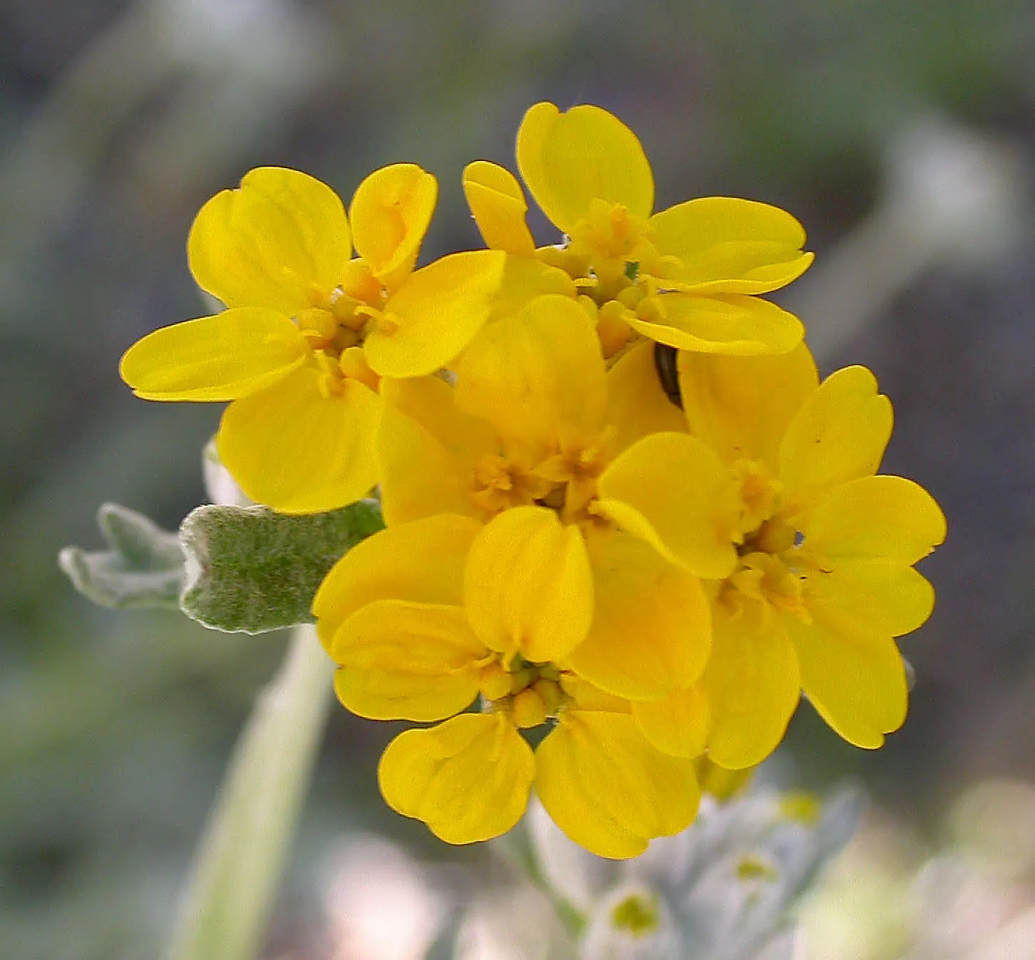 Golden-Yarrow (Eriophyllum Confertiflorum) — Regular deadheading may promote a prolonged flowering period