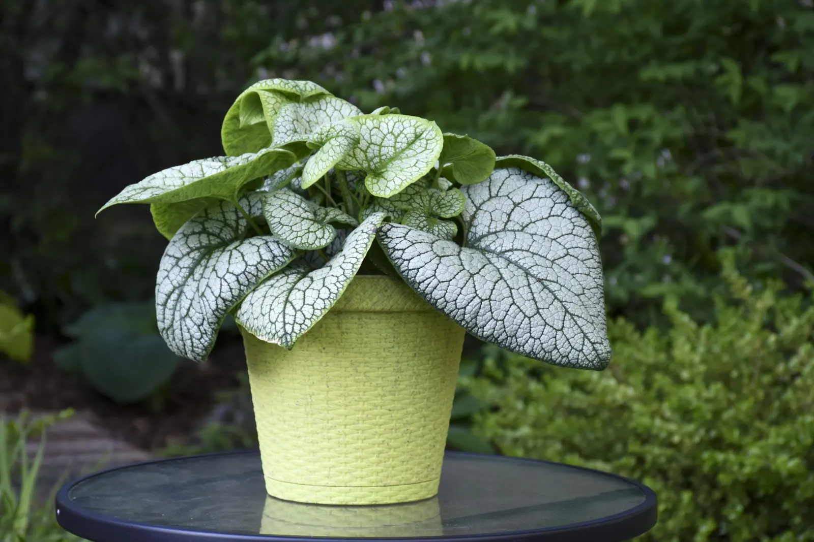 'Jack of Diamonds' Heartleaf Brunnera (Brunnera macrophylla) — consistently moist soil and is easy to maintain