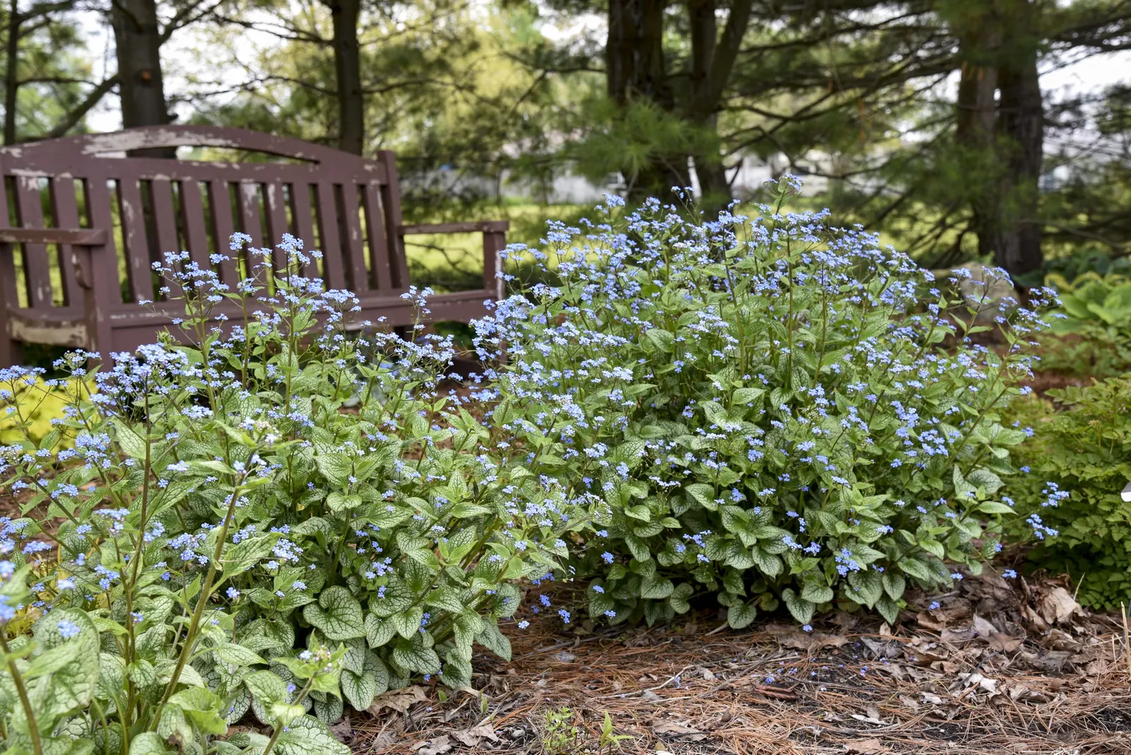 'Jack of Diamonds' Heartleaf Brunnera (Brunnera macrophylla) — it prefers average to fertile