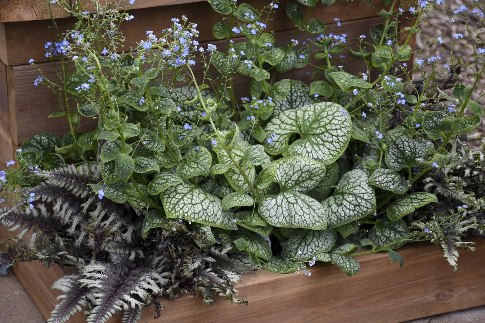 'Jack of Diamonds' Heartleaf Brunnera (Brunnera macrophylla) — rounded silver leaves marked by bold green veining and spring sprays of baby blue flowers