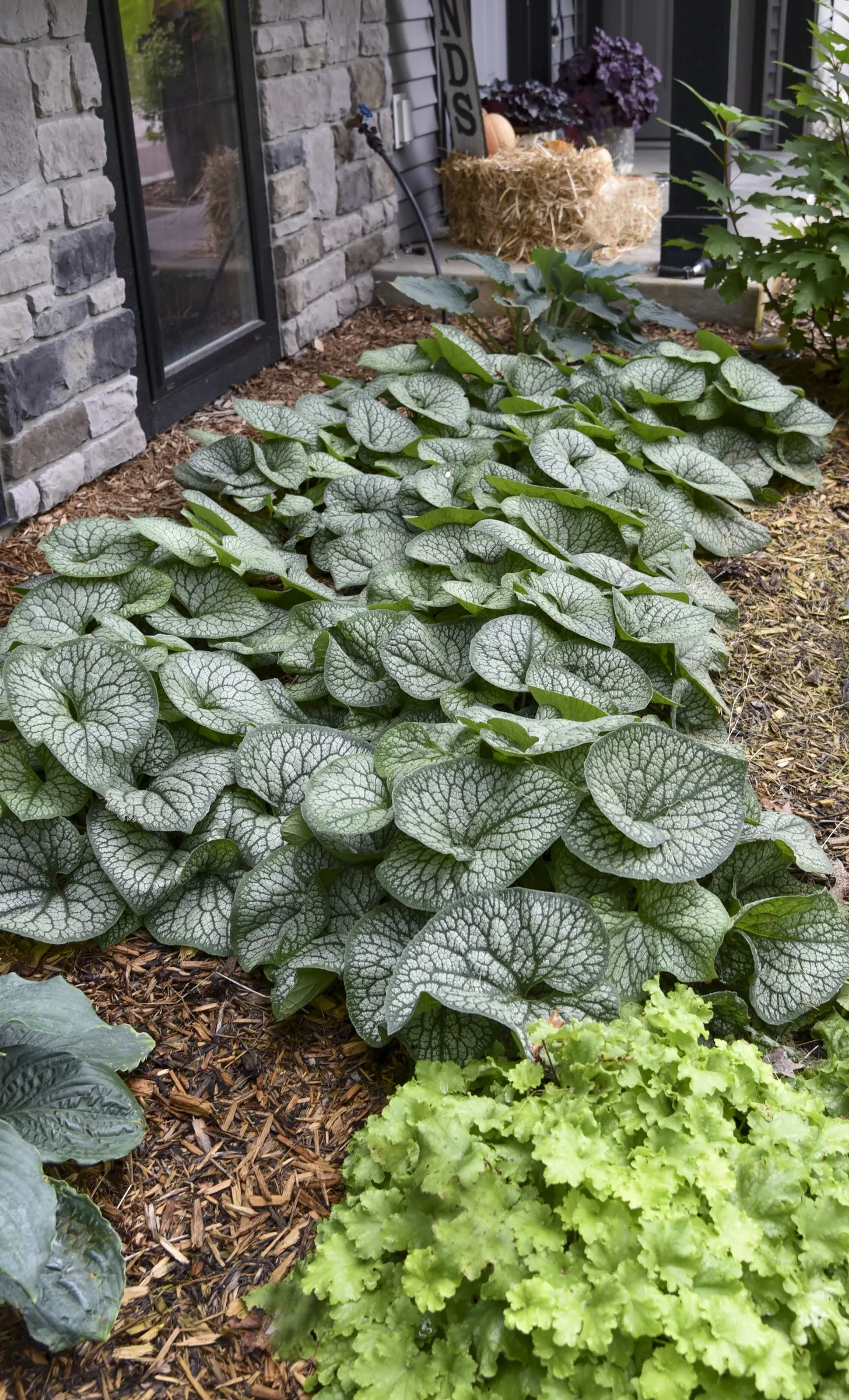 'Jack of Diamonds' Heartleaf Brunnera (Brunnera macrophylla) — with full shade and consistently moist soil being ideal in warmer regions
