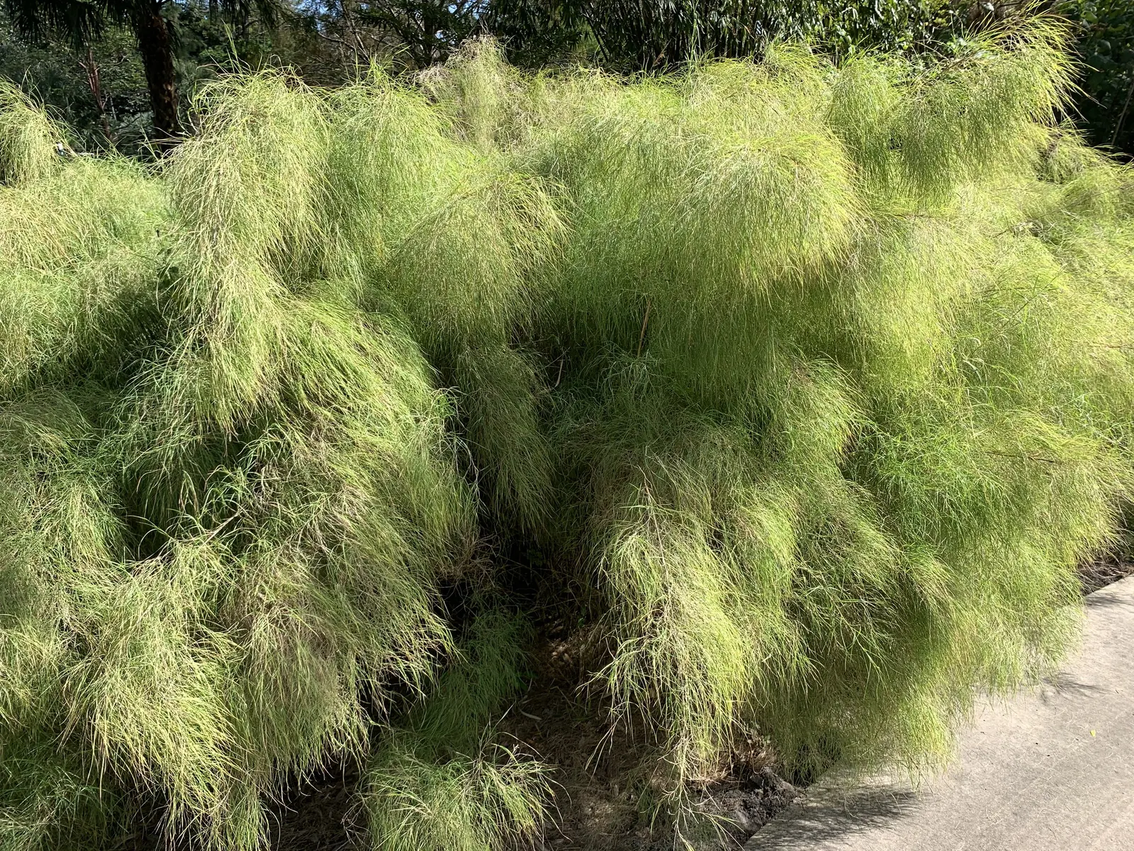 Bamboo Muhly, Giant Muhly (Muhlenbergia Dumosa) — It thrives in USDA zones 7-11, preferring full sun to light shade