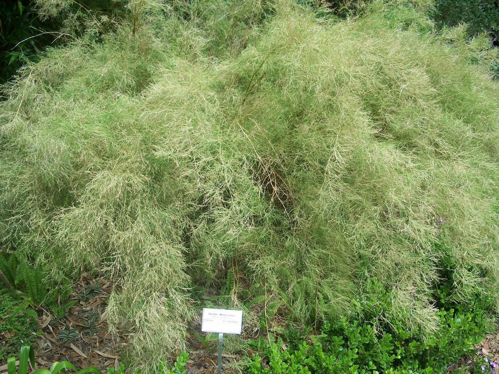 Bamboo Muhly, Giant Muhly (Muhlenbergia Dumosa) — fine-textured foliage and reaches up to 6 feet tall with an equal spread