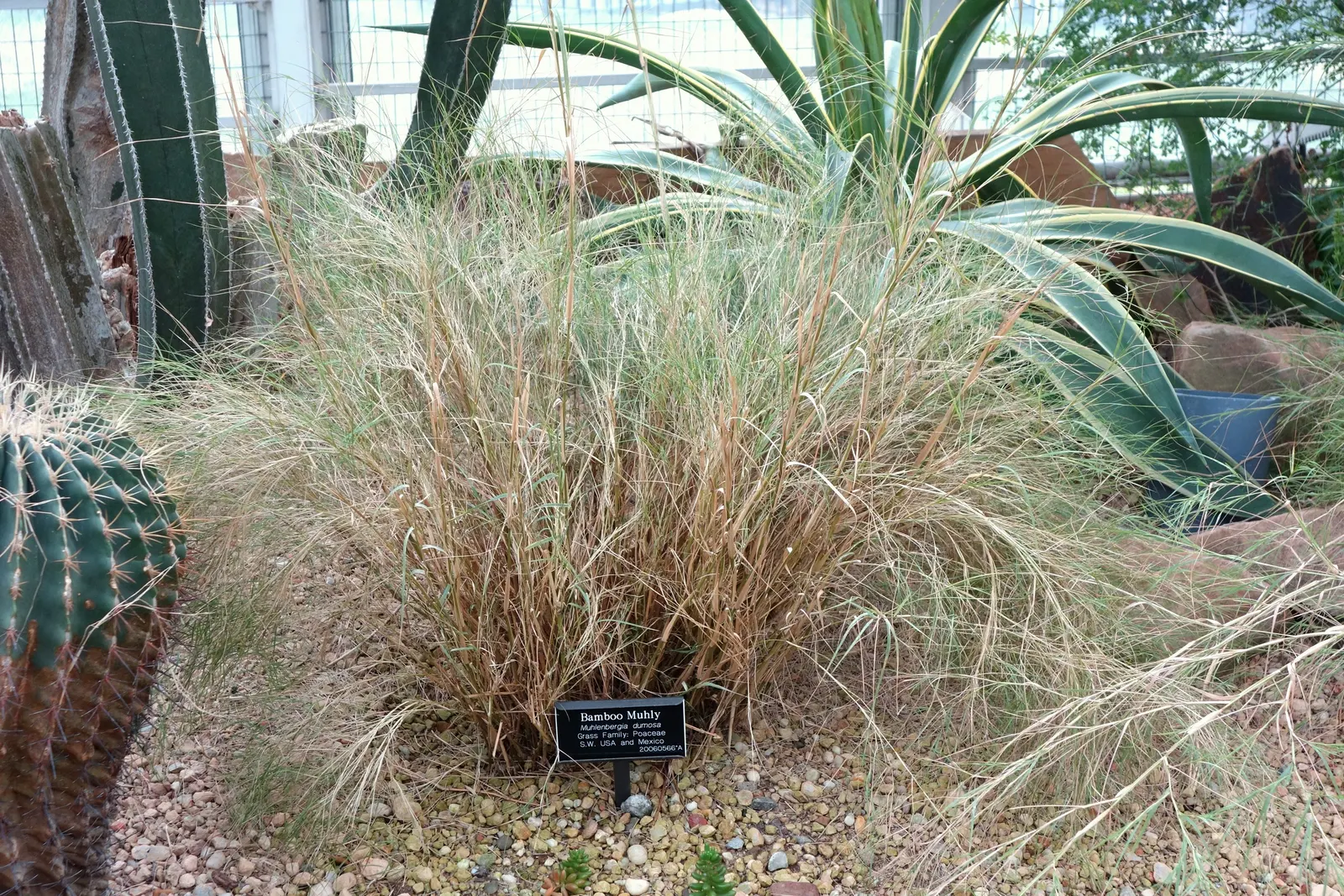 Bamboo Muhly, Giant Muhly (Muhlenbergia Dumosa) — This clumping perennial features bright green