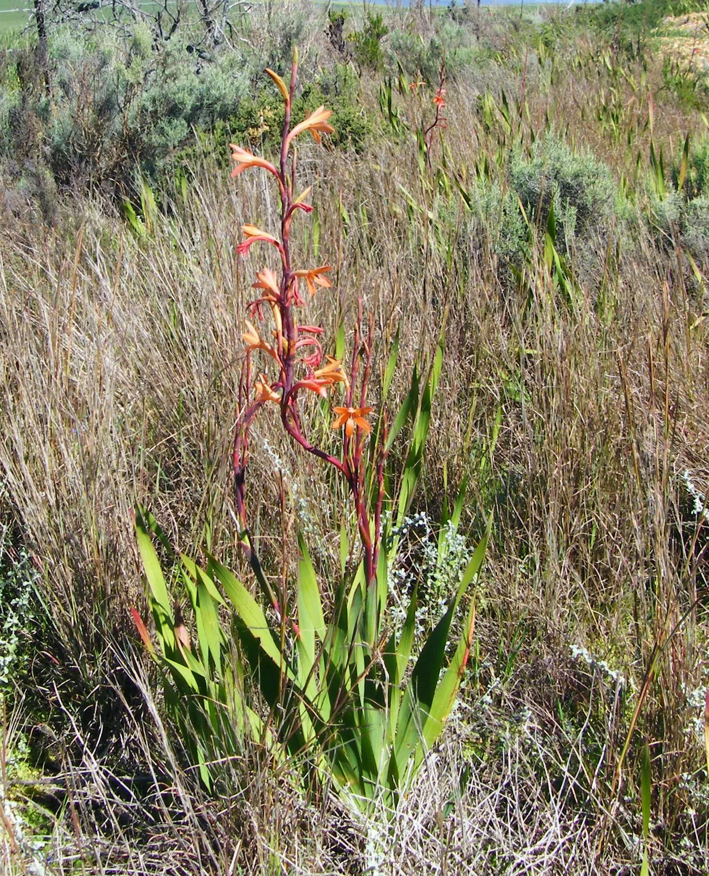 Red Watsonia (Watsonia Strains Red) — Red Watsonia (Watsonia meriana var