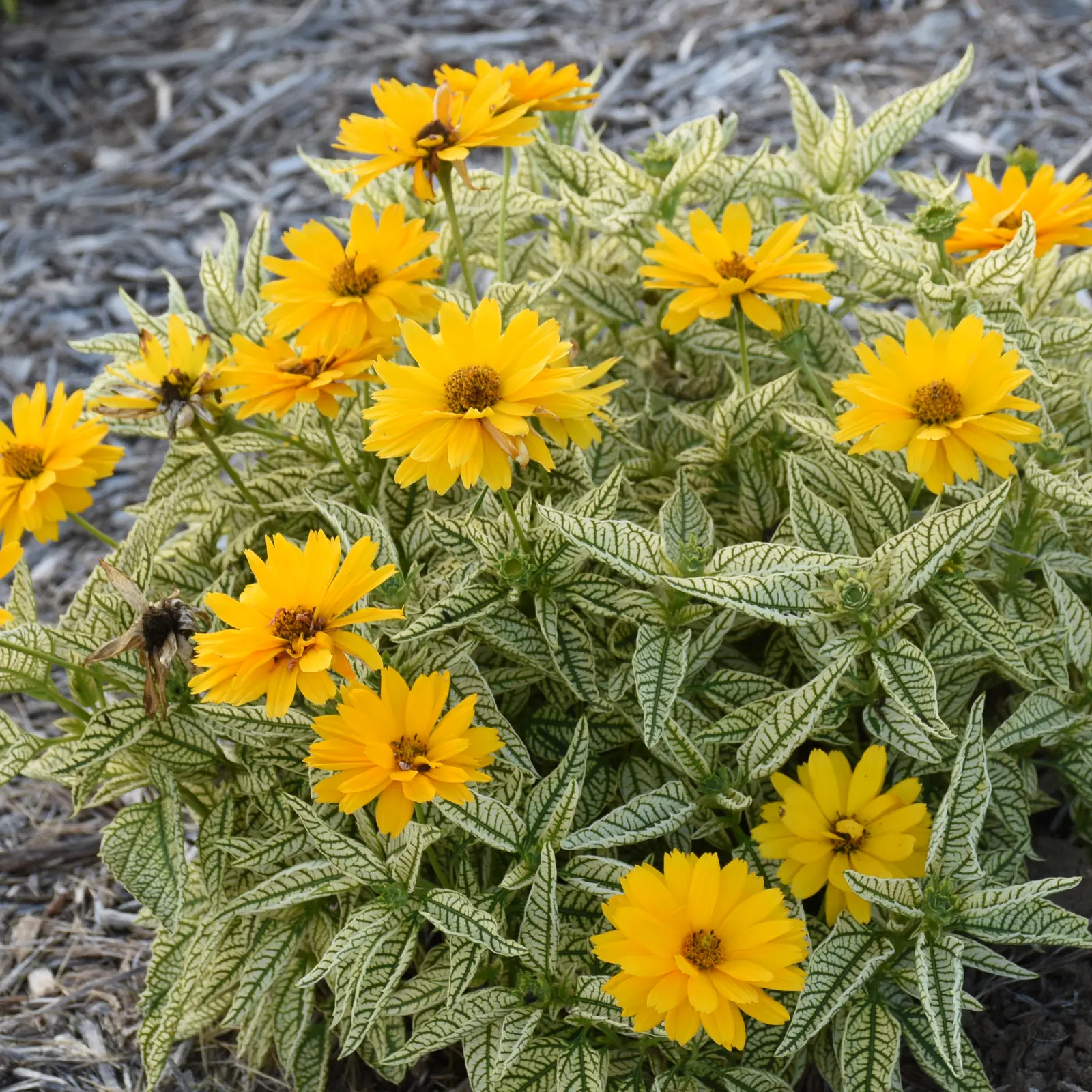 'Bit of Honey' False Sunflower (Heliopsis helianthoides) — the leaves bring an unexpected ornamental note: pale