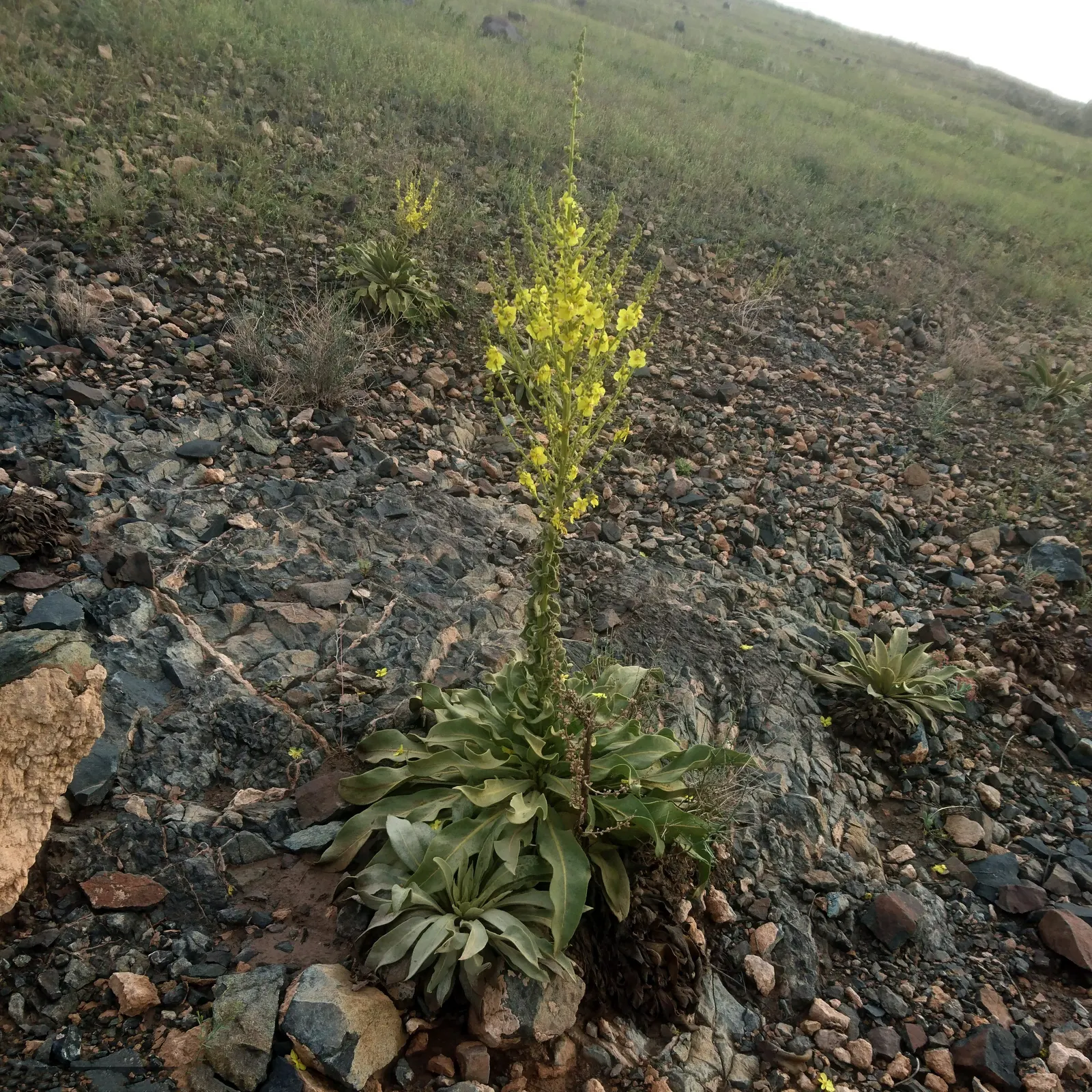 Mullein (Verbascum 'Dark Eyes') — Mullein 'Dark Eyes' (Verbascum) is a striking biennial