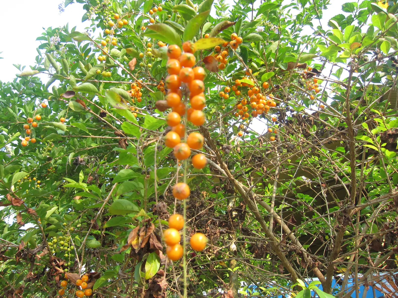 Gold Spot Euonymus (Euonymus Japonicus 'Aureovariegatus') — It reaches up to 6 feet in height and spreads 3 to 4 feet wide