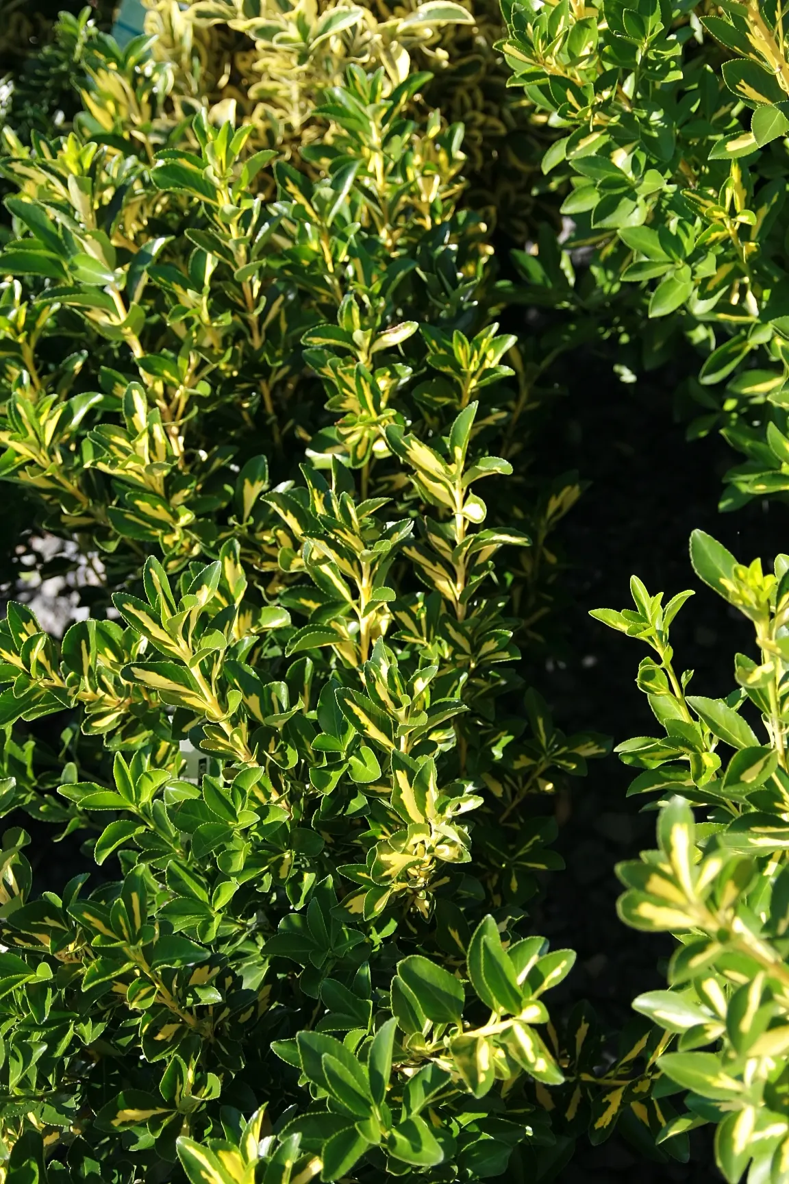 Gold Spot Euonymus (Euonymus Japonicus 'Aureovariegatus') — This ornamental plant boasts glossy, green leaves with eye-catching, golden-yellow centers